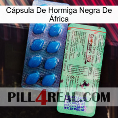 Cápsula De Hormiga Negra De África new02